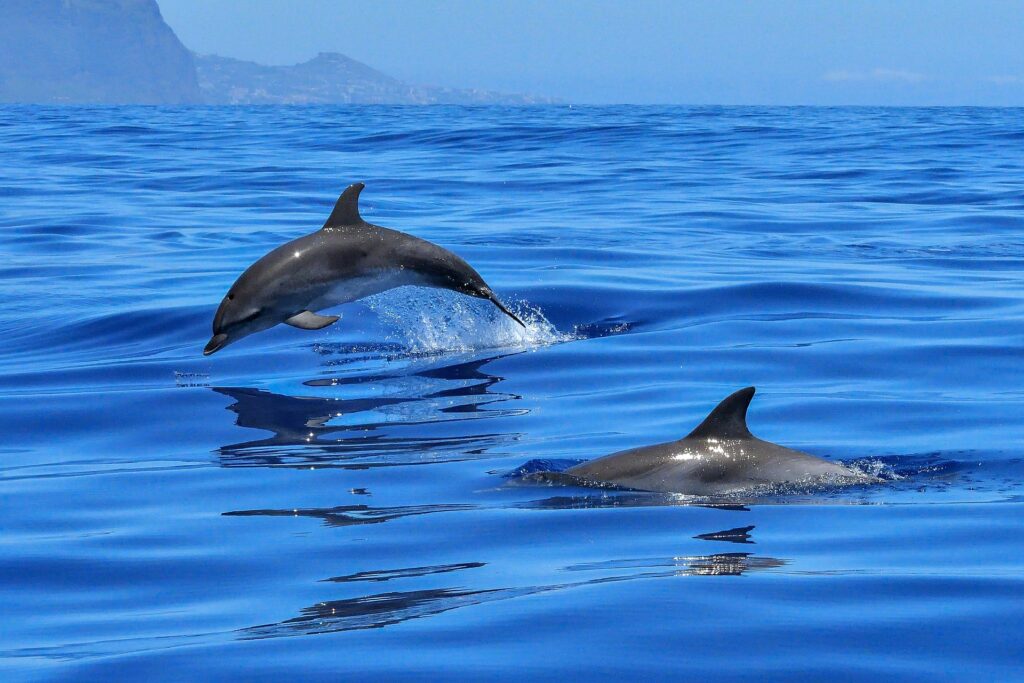 Spotting dolphins in tenerife