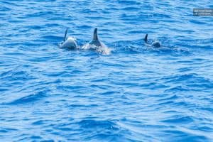 Tenerife dolfijnen boottocht